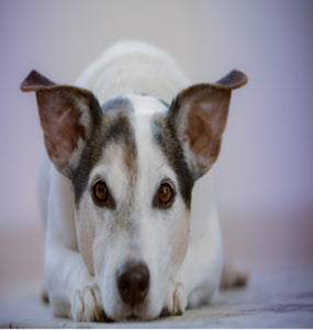 Man’s Best Friend---019