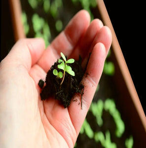 GROWING IN HARD TIMES ---096